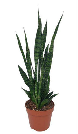 Ceylon-Bogenhanf – Sansevieria Zeylanica – Zimmerpflanze – Ø17cm – 75cm hoch – pflegeleichte luftreinigende Grünpflanze für Wohnzimmer & Büro