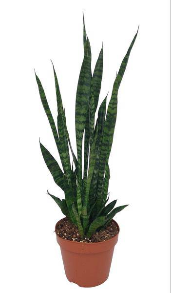 Ceylon-Bogenhanf – Sansevieria Zeylanica – Zimmerpflanze – Ø17cm – 75cm hoch – pflegeleichte luftreinigende Grünpflanze für Wohnzimmer & Büro