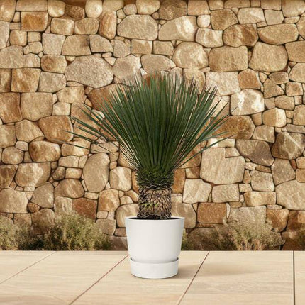 Palmlilie – Yucca Rostrata 100cm – Ø38cm – Exotische Wüstenpflanze mit blaugrauen Blättern – Pflegeleichte Zimmer- & Kübelpflanze für Wohnzimmer, Terrasse & Garten