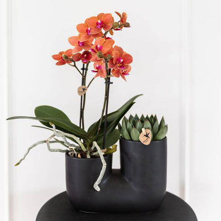 Röhre Ziertopf Schwarz – Duo – Keramiktopf für zwei Pflanzen Ø9cm – Blumentopf für Orchideen, Sukkulenten & Zimmerpflanzen – Robust & dekorativ