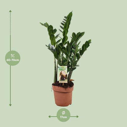 Glücksfeder – Zamioculcas zamiifolia – ZZ-Pflanze – Ø17cm – Höhe ca. 70cm – Pflegeleichte Zimmerpflanze – Robuste luftreinigende Grünpflanze für Innenräume