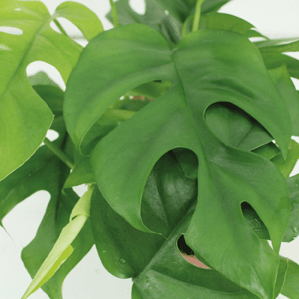 Lochpflanze – Monstera Minima im Kokodama Topf – 2 Zimmerpflanzen Ø15cm Kokosfaser-Topf – ca. 25cm hoch – Nachhaltige Hängepflanze