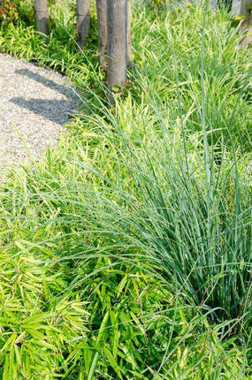 Schirmbambus Fargesia rufa – 4er-Set – ca. 40cm hoch im Ø19cm – Immergrüner, nicht wuchernder Bambus – Für Sichtschutz, Terrasse & Balkon