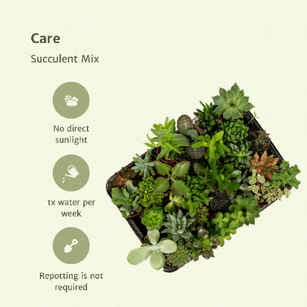 Sukkulenten Mix – 20 Pflanzen– Ø5,5cm – ↕7cm – pflegeleichte Zimmerpflanzen im Kunststofftopf – bunte Auswahl mit Aloe Vera, Echeveria, Haworthia, Kalanchoe & Sedum – dekorative Mini Pflanzen für Zuhause & Büro