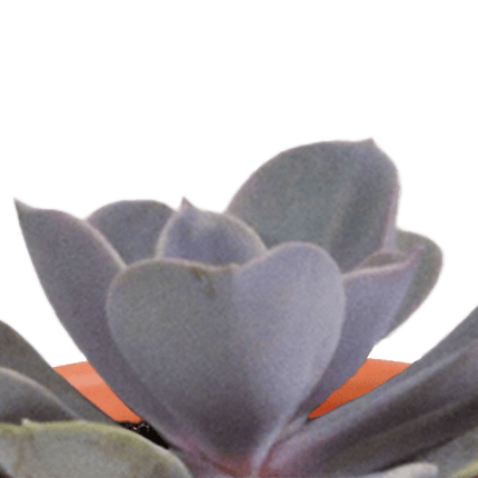 Sukkulenten & Kakteen Mix – 15 Pflanzen – Ø5,5cm Zimmerpflanzen im Terrakotta-Topf – Bunte Mischung aus verschiedenen Sukkulenten & Mini-Kakteen – Pflegeleichte Pflanzen für Fensterbank, Büro & Wohnzimmer