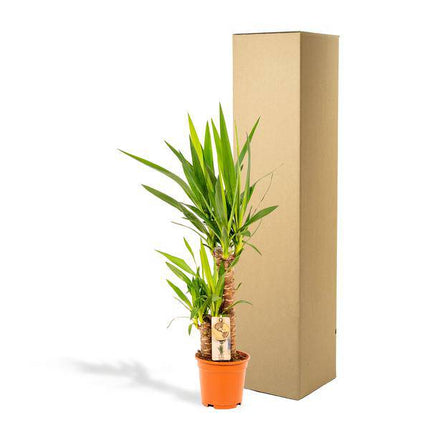 Palmlilie Yucca – Robuste Zimmerpflanze – Ø17cm – Höhe 90cm – Luftreinigend & Pflegeleicht – Perfekt für helle Standorte