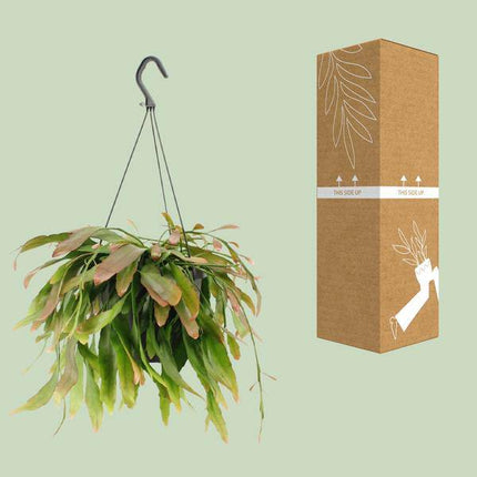 Korallenkaktus Rhipsalis Red Coral – Ø17cm – ↕25cm – Hängende Zimmerpflanze ohne Dornen – Exotische Grünpflanze mit roten Trieben