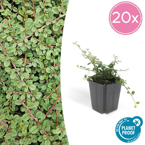Teppichmispel Cotoneaster pro. 'Königin der Teppiche' – 20 Pflanzen – ↕10-25cm – Ø9cm – Robuster Bodendecker – Blühend & Beerentragend – Pflegeleicht & Sonnig/Schattentolerant