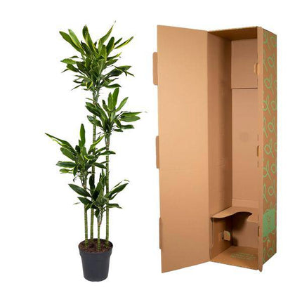 Drachenbaum – Dracaena Golden Coast 170cm – Ø27cm – Exotische Zimmerpflanze mit grünen und goldenen Blättern