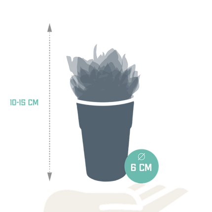 Sukkulenten Mix – 5 Pflanzen – Ø5,5cm Zimmerpflanzen im dekorativen Kunststofftopf mit Holzbeinen – Verschiedene Mini-Sukkulenten – Pflegeleichte Pflanzen für Fensterbank, Büro & Wohnzimmer
