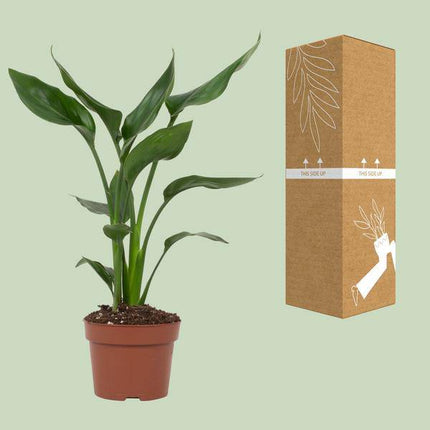 Strelitzia Reginae – Paradiesvogelblume – Zimmerpflanze ↕35cm – Ø12cm – Exotische Blühpflanze mit orangen & blauen Blüten – Tropische Dekopflanze für Wohnzimmer & Büro