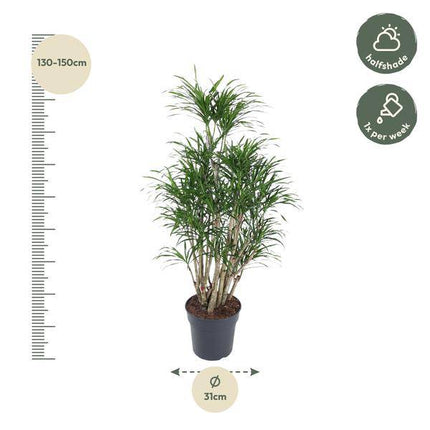 Drachenbaum – Dracaena Anita 160cm – Ø31cm – Verzweigte Zimmerpflanze mit schmalen grünen Blättern – Pflegeleichte Grünpflanze für Wohnzimmer, Büro & Wintergarten