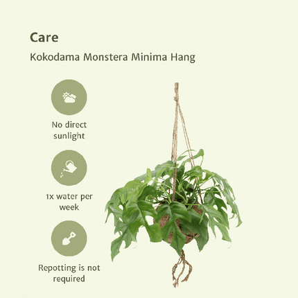 Lochpflanze – Monstera Minima im Kokodama Topf – 2 Zimmerpflanzen Ø15cm Kokosfaser-Topf – ca. 25cm hoch – Nachhaltige Hängepflanze