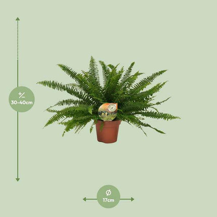 Schwertfarn – Nephrolepis Green Lady – Boston-Farn – Ø17cm – Höhe ca. 40cm – Pflegeleichte Zimmerpflanze – Tropische Grünpflanze mit federartigen Wedeln
