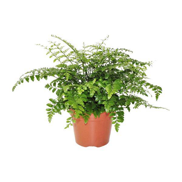 Nestfarn Asplenium Parvati – Ø17cm x H30cm – Pflegeleichte Zimmerpflanze – Halbschatten-Farn mit zarten Wedeln – Für Wohnzimmer & Büro