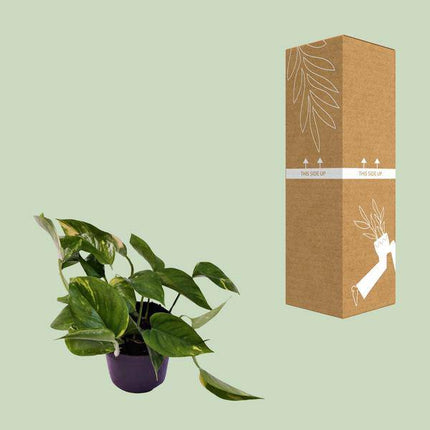 Efeutute Scindapsus Epipremnum Aureum – Ø12cm – ↕25cm – Pflegeleichte Rankpflanze & luftreinigende Zimmerpflanze – Grünpflanze für Wohnzimmer, Büro & Schlafzimmer