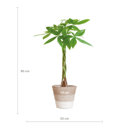 Pachira Aquatica 80cm – Glückskastanie Geldbaum Zimmerpflanze Ø21cm – dekorativer Minibaum mit geflochtenem Stamm im nachhaltigen Jutekorb Lissabon Weiß – luftreinigende pflegeleichte Grünpflanze