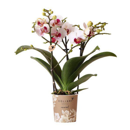 Weiße Phalaenopsis-Orchidee ‘Mineral Gibraltar’ – Blühende Zimmerpflanze – Ø9 cm-Topf – Elegante & langlebige Blüten – Orchidee für Fensterbank & Wohnraum
