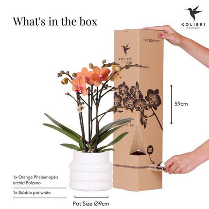 Phalaenopsis Orchidee Mineral Bolzano Orange – Zimmerpflanze mit 2–3 Zweigen – Inklusive Bubble Keramiktopf Weiß Ø9cm – Edle Orchidee für Wohnzimmer, Esszimmer & Büro