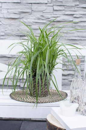 Japan – Segge – Carex morrowii 'Icedance' – Immergrünes Ziergras – 3 Pflanzen – Ø14cm – Ca. 30cm hoch – Winterhart & pflegeleicht – Für Garten & Kübel