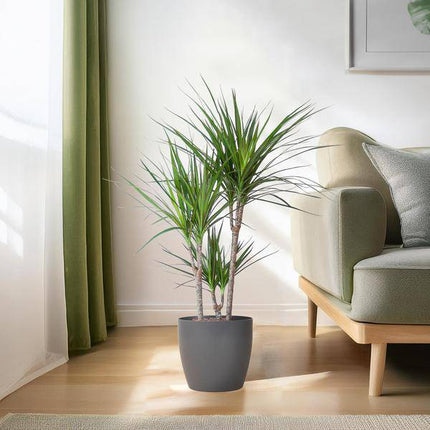 Drachenbaum – Dracaena Marginata – ↕95 cm – Ø21 cm-Topf + Design-Topf „Viber“ Grau – Pflegeleichte Zimmerpflanze – Luftreinigend & dekorativ