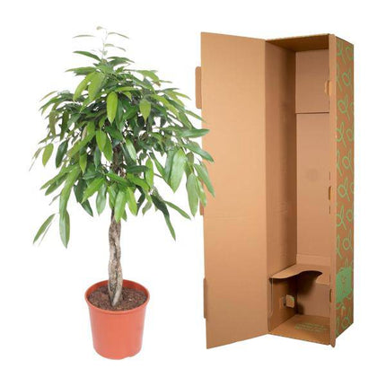 Ficus Amstel King – Schmalblättriger Gummibaum – 140 cm hoch – Ø30 cm – Zimmerpflanze mit geflochtenem Stamm – Pflegeleicht & luftreinigend – Ideal für Wohnzimmer & Büro
