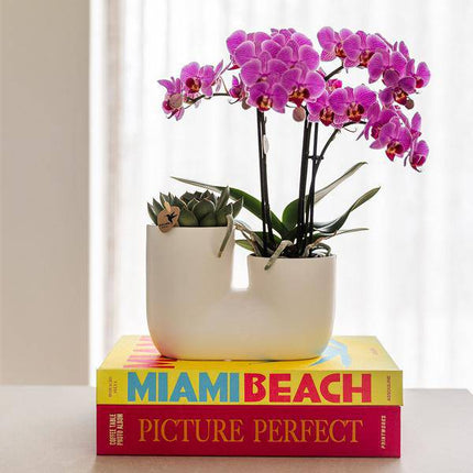 Orchidee Vienna Rosa & Sukkulente im weißen Duo-Ziertopf Ø9cm – Elegantes Pflanzset mit Phalaenopsis & Miranda – Zimmerpflanze & Geschenkidee