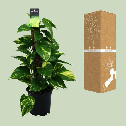 Efeutute Scindapsus Epipremnum – Ø15cm – ↕50cm – Pflegeleichte Rankpflanze & luftreinigende Zimmerpflanze – Grünpflanze für Wohnzimmer, Büro & Schlafzimmer