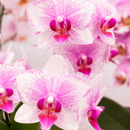 Phalaenopsis Orchidee – Rosa Mineral Rotterdam – Ø9cm – Blühende Zimmerpflanze – 2–3 Zweige – Pflegeleicht & dekorativ – Für Wohnzimmer, Büro & Bad