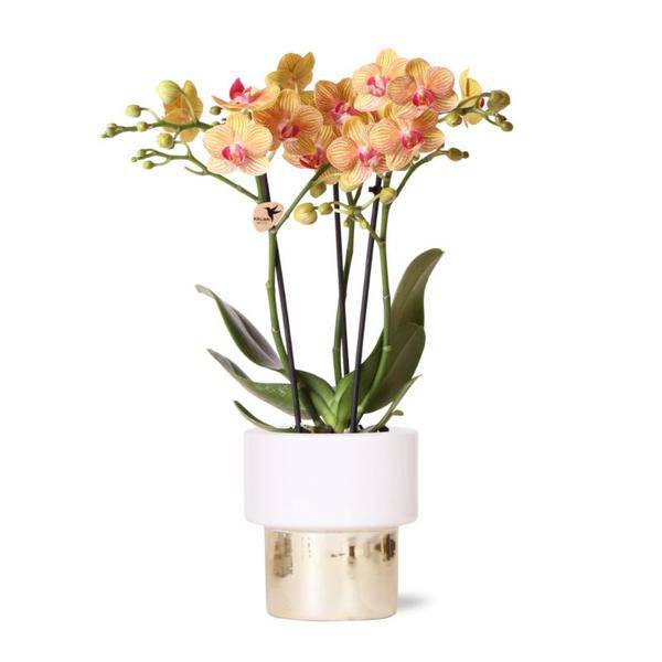 Phalaenopsis Orchidee Weiß – Jamaica – Mit Lush Topf Gold-Weiß – Ø9cm – Höhe ca. 40cm – Blühende Zimmerpflanze mit 2-3 Zweigen – Elegante Deko & Geschenkidee