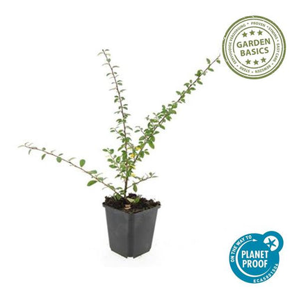 Teppichmispel Cotoneaster suecicus 'Coral Beauty' – ↕10-25cm – Ø9cm – 6 Pflanzen – Winterharter Bodendecker – Niedrig wachsend – Sonne & Schatten – Pflegeleicht