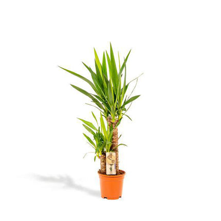 Palmlilie Yucca – Robuste Zimmerpflanze – Ø17cm – Höhe 90cm – Luftreinigend & Pflegeleicht – Perfekt für helle Standorte