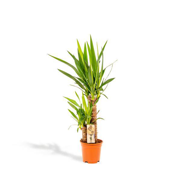 Palmlilie Yucca – Robuste Zimmerpflanze – Ø17cm – Höhe 90cm – Luftreinigend & Pflegeleicht – Perfekt für helle Standorte