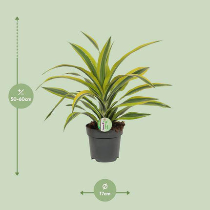 Drachenbaum Dracaena 'Lemon Lime' – Ø17cm x H40cm – Pflegeleichte Zimmerpflanze mit gestreiftem Laub – Luftreinigend – Für Halbschatten – Im Pflanztopf – Direkt aus der Gärtnerei