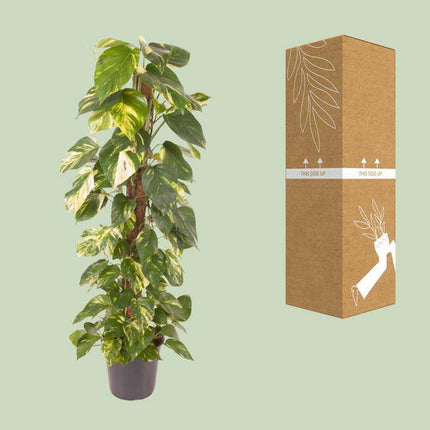 Efeutute Epipremnum Pinnatum – Zimmerpflanze – Ø24cm – ↕120cm – Goldene Efeutute mit herzförmigen Blättern – Luftreinigende & pflegeleichte Zimmerpflanze
