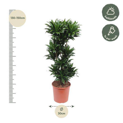Drachenbaum Dracaena Compacta – 140cm hoch – Ø30cm – Elegante Zimmerpflanze mit dichtem dunkelgrünem Blattwerk – pflegeleicht – für Zimmer & Büro