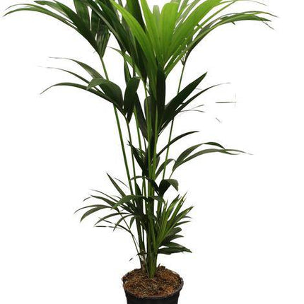 Howea Forsteriana Kentia – Forstersche Kentia – Zimmerpflanze – Ø21cm – Höhe ca. 120cm – Tropische, pflegeleichte Grünpflanze – Für Wohnzimmer & Büro