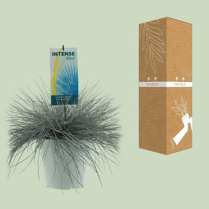 Blau-Schwingel Festuca Glauca Intense Blue – Ø23cm – ↕50cm – Winterharte Zierpflanze mit intensiv blauem Laub – Pflegeleichtes Schwingelgras für Beet, Kübel & Steingarten