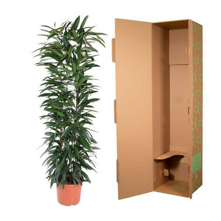 Schmalblättriger Gummibaum – Ficus Alii King 150cm – Ø29cm – Zimmerpflanze mit langen dunkelgrünen Blättern – Elegante Dekopflanze für Wohnzimmer, Büro & Wintergarten – Pflegeleicht