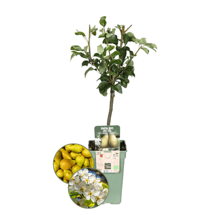 Bio Birnenbaum – Pyrus – Ø20 cm – ca. 60 cm hoch – Obstbaum für Garten & Balkon – pflegeleicht & gesund