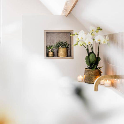 Weiße Phalaenopsis Orchidee Juwel Gent – 2–3 Zweige – Ø12cm Groove Ziertopf – Silberner Rillen-Topf – Elegante blühende Zimmerpflanze – 40cm hoch