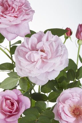 Rose Crazy in Love Pink – Rosa Kletterrose – Ø15cm – ↕65cm Höhe – Duftende Gartenrose mit langer Blütezeit – Für Terrasse, Balkon & Garten