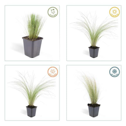 Federgras Stipa tenuissima 'Pferdeschwänze' – ↕10-25cm – Ø9cm – 12 Pflanzen – Luftiges, pflegeleichtes Ziergras für Garten & Balkon – Blüte Mai–September