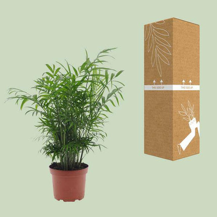 Mexikanische Bergpalme – Chamaedorea Elegans – Zimmerpflanze – Ø17cm – ↕50cm – pflegeleichte Palme mit luftreinigenden Eigenschaften