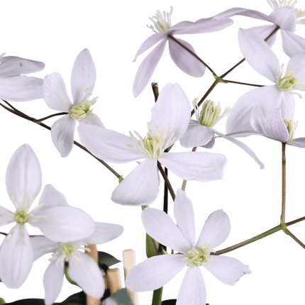 Waldrebe Clematis armandii Apple Blossom – Immergrüne Clematis – Hellrosa Blüten – Ø15cm – ↕65cm Kletterpflanze – Duftende Blüten – Wintergrün