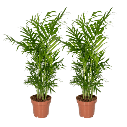Mexikanische Bergpalme – Chamaedorea Elegans – 2 Pflanzen – Zimmerpflanze – Ø12cm – ↕40cm – pflegeleichte Grünpflanze für Wohnung, Büro & Schattenbereiche
