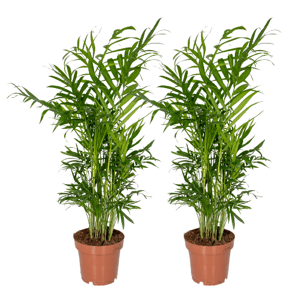 Mexikanische Bergpalme – Chamaedorea Elegans – 2 Pflanzen – Zimmerpflanze – Ø12cm – ↕40cm – pflegeleichte Grünpflanze für Wohnung, Büro & Schattenbereiche