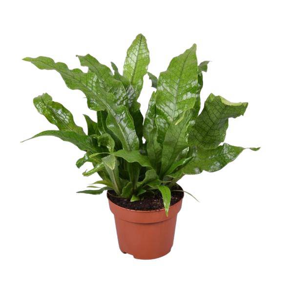 Krokodilfarn – Microsorum Crocodyllus – tropische Zimmerpflanze – Ø12cm – ca. 30cm hoch – dekorativer Farn für Innenräume