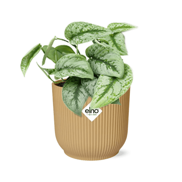 Efeutute – Scindapsus Pictus 'Trebie' – Zimmerpflanze im Topf Vibes Fold 14cm Gelb – dekorative hängende Kletterpflanze mit luftreinigender Wirkung