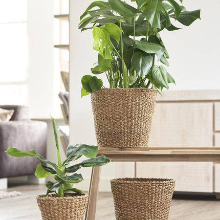 Korb – Blumentopf Jip Natur – Handgefertigt aus Seegras – Hellbraun – Größe M – H23cm x B26cm – Dekorativer Pflanzkorb im Boho- und Landhausstil